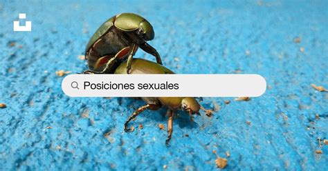 videos porno insecto